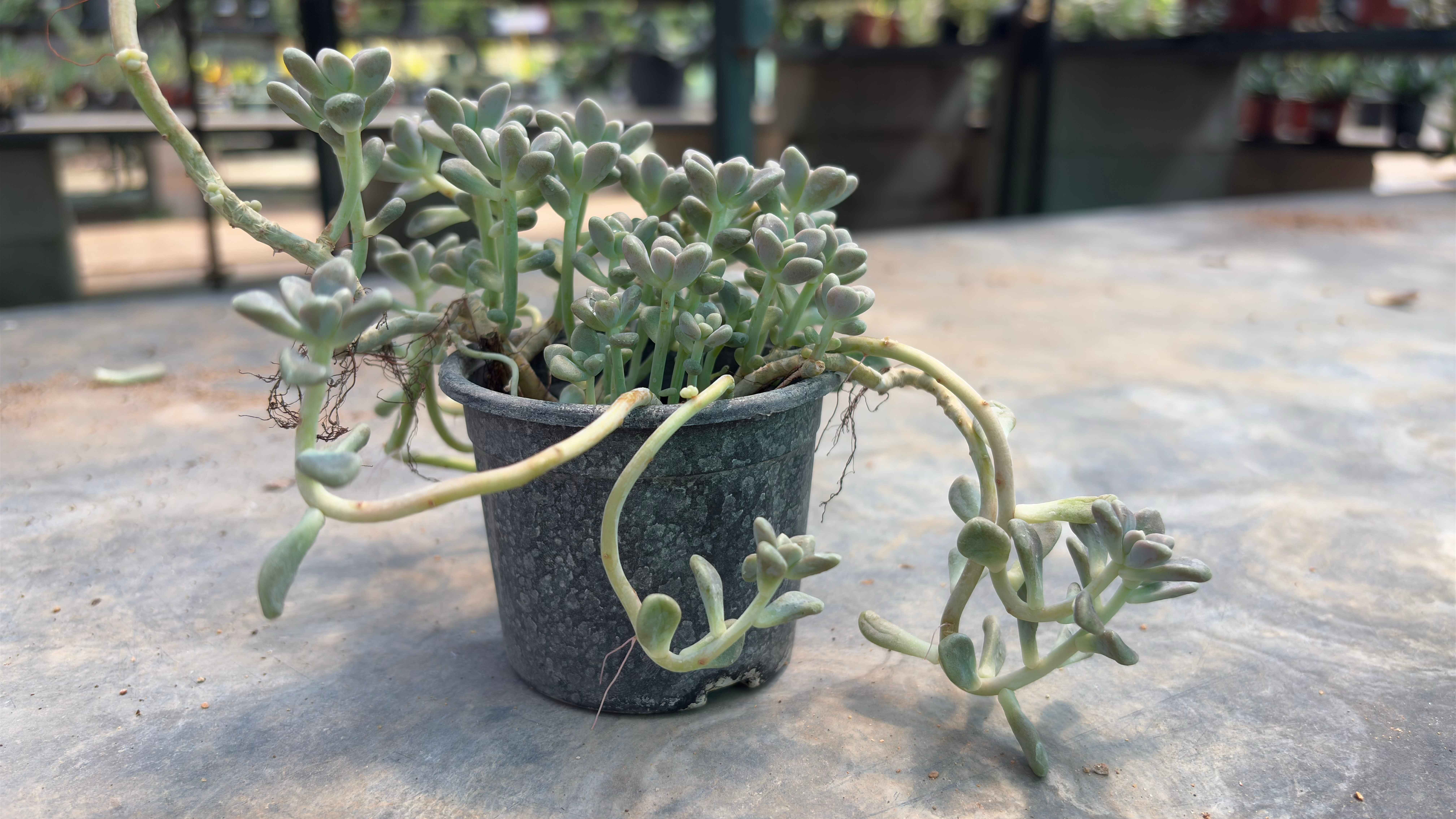 Sedum clavatum(Stone crop)